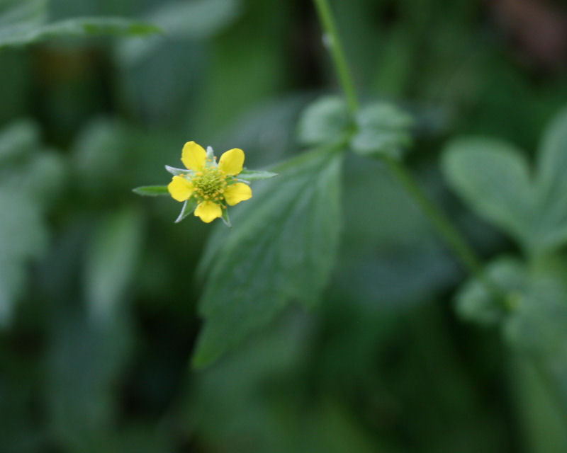 Geum urbanum