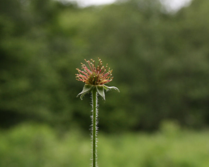 Geum urbanum