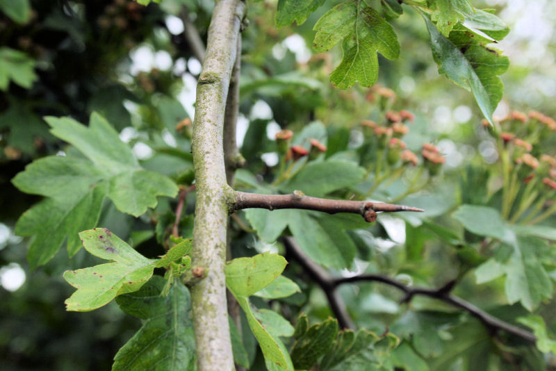 Crataegus monogyna