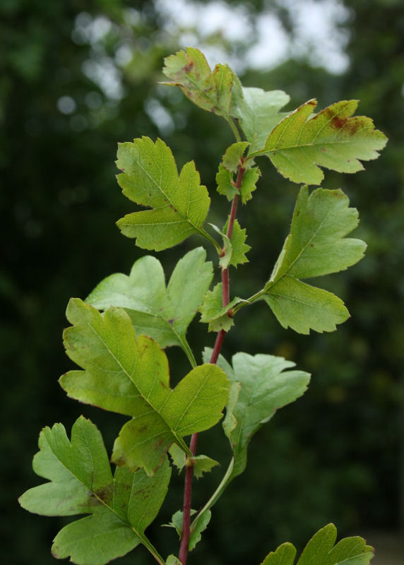 Crataegus monogyna