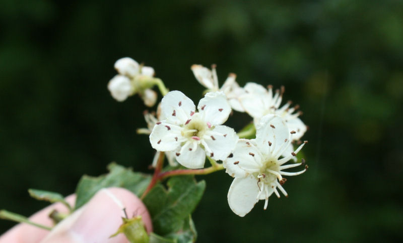 Crataegus monogyna