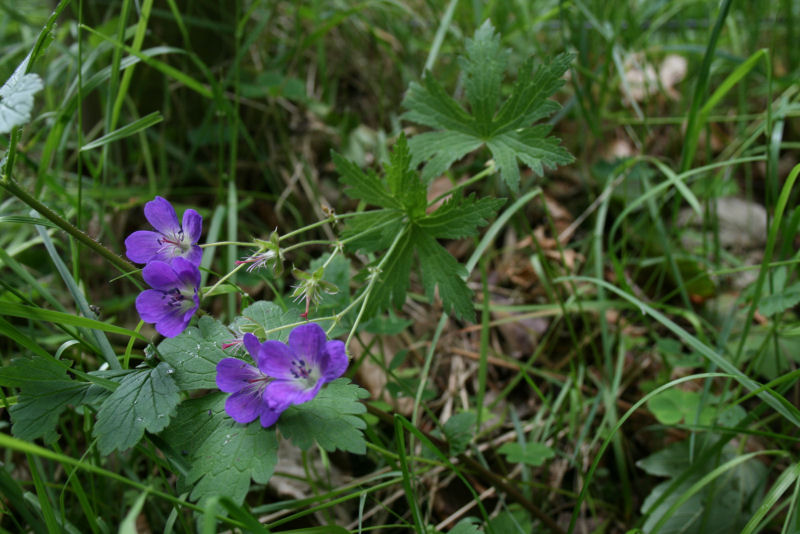 Geranium sylvaticum