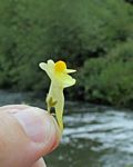 Linaria vulgaris