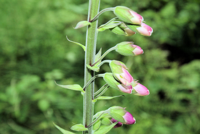 Digitalis purpurea