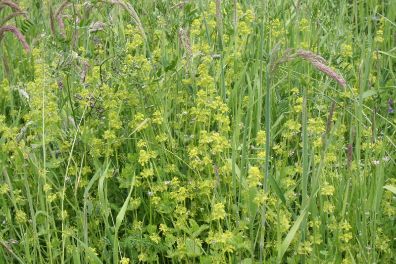 Cruciata laevipes