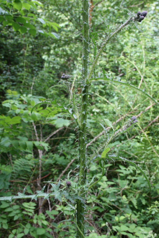 Cirsium palustre