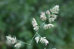 Dactylis glomerata