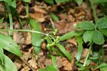 Allium ursinum