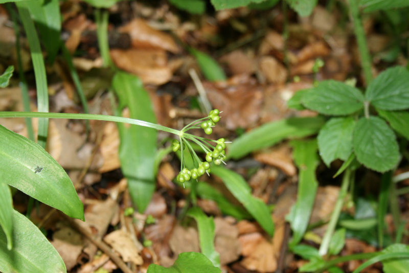 Allium ursinum